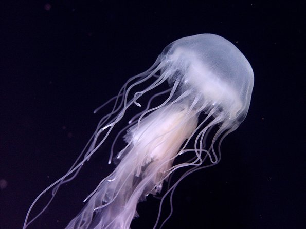 Skip the Ticketing Line: Aquarium of the Pacific General Admission Ticket - A Pacific Ocean Journey in Long Beach