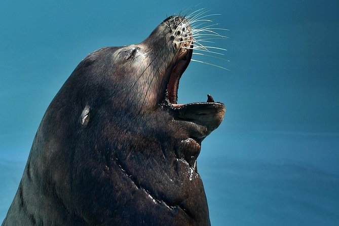 Skip the Ticketing Line: Aquarium of the Pacific General Admission Ticket - Films, Pacific Visions, and Interactive Stops