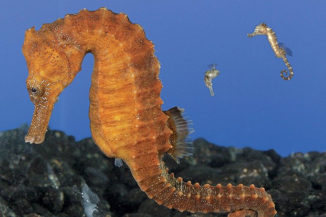 Skip the Ticketing Line: Aquarium of the Pacific General Admission Ticket - Getting There and Managing the Parking