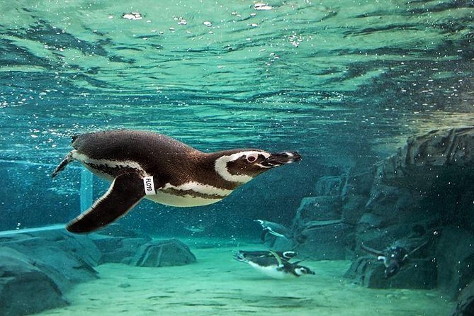 Skip the Ticketing Line: Aquarium of the Pacific General Admission Ticket - Entering With a Mobile Ticket
