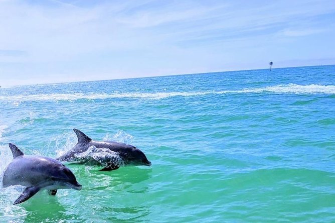 Small Group 2 Hour Dolphin Cruise with Snorkeling to Shell Key - What the $75 price really includes