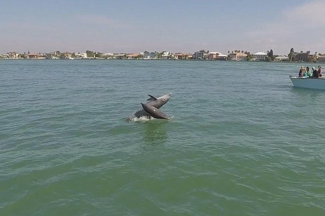Small Group 2 Hour Dolphin Cruise with Snorkeling to Shell Key - Wildlife rules and responsible viewing
