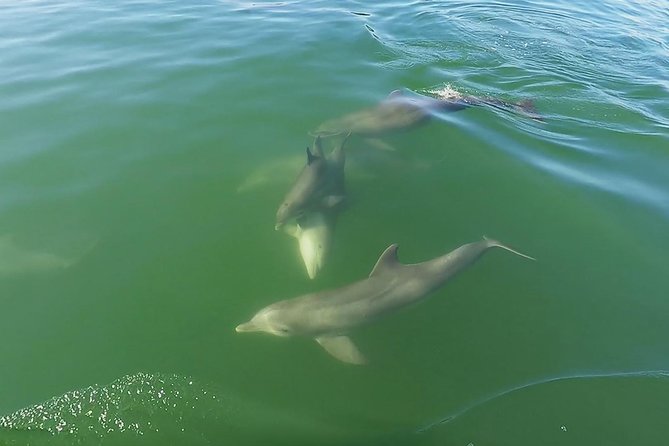 Small Group 2 Hour Dolphin Cruise with Snorkeling to Shell Key - Booking details that matter