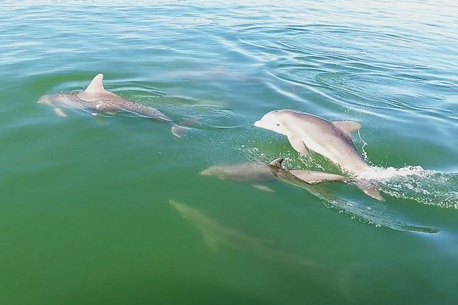 Small Group 2 Hour Dolphin Cruise with Snorkeling to Shell Key - Who should book this Shell Key cruise?