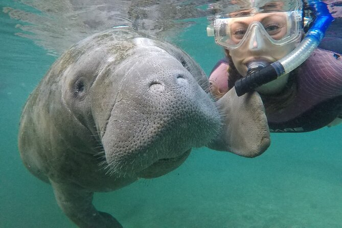 Small Group Manatee Snorkel Tour with In-Water Guide and Photographer - Why Crystal River makes this encounter special