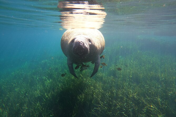 Small Group Manatee Snorkel Tour with In-Water Guide and Photographer - Photos are a useful extra, not part of the base price