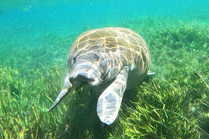 Small Group Manatee Snorkel Tour with In-Water Guide and Photographer - Who will enjoy this most