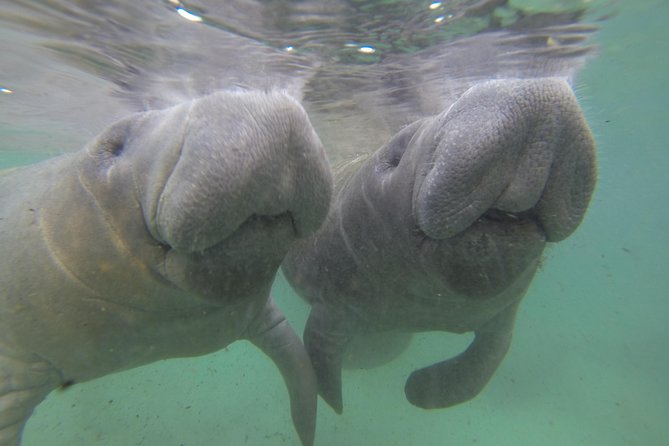 Small group Manatee Tour with In-Water Divemaster/Photographer - Winter numbers, summer spacing, and realistic expectations