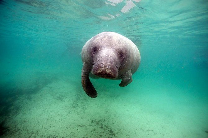 Small group Manatee Tour with In-Water Divemaster/Photographer - The role of the captain and in-water photographer