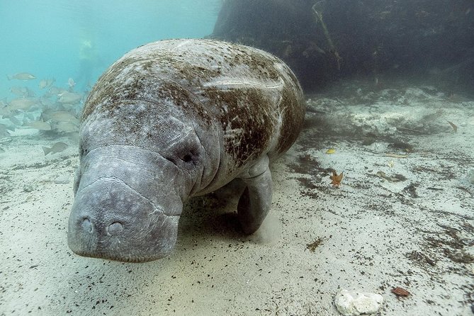 Small group Manatee Tour with In-Water Divemaster/Photographer - What the three-hour outing looks like