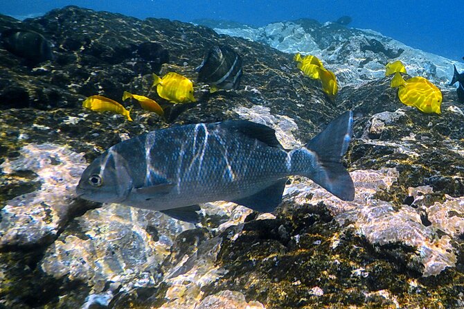 Small-Group Snorkel at Kealakekua Bay in Captain Cook, Big Island - Ninety minutes in the water can pass quickly