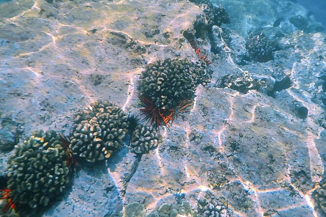 Small-Group Snorkel at Kealakekua Bay in Captain Cook, Big Island - Is $109 a fair price?