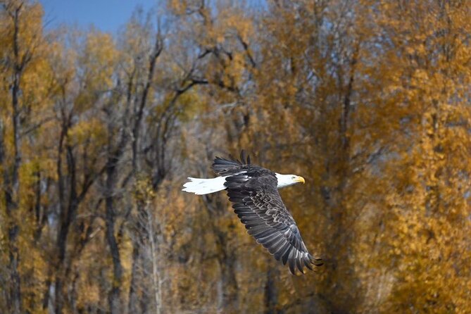 Snake River Scenic Float - Should you book the Snake River Scenic Float?