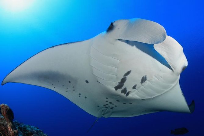 Snorkel with Manta Rays Guaranteed - Leaving Keauhou Bay on the Hokulani