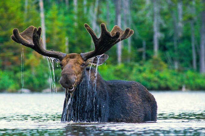 Sunset 4-Hour Grand Teton Wildlife Adventure - Key points to know before booking