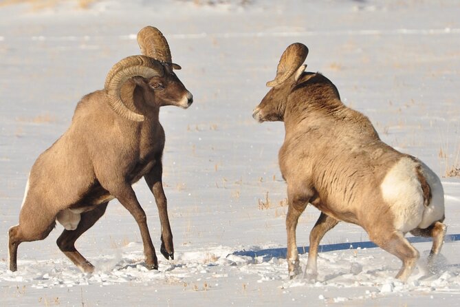 Sunset 4-Hour Grand Teton Wildlife Adventure - The wildlife you might see