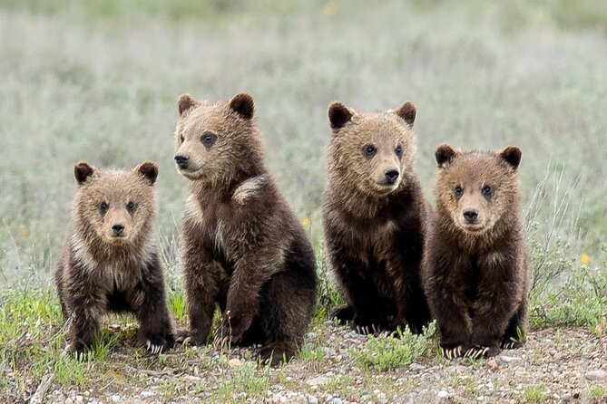 Sunset 4-Hour Grand Teton Wildlife Adventure - Is $198 a fair price?