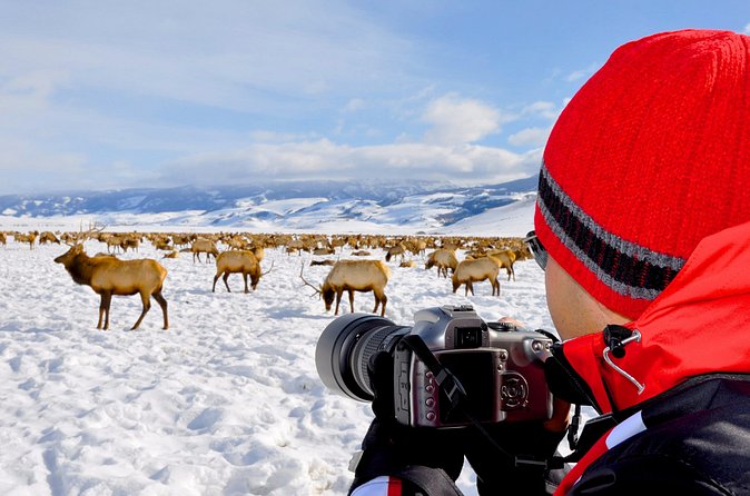 Sunset 4-Hour Grand Teton Wildlife Adventure - Practical booking advice for Jackson Hole