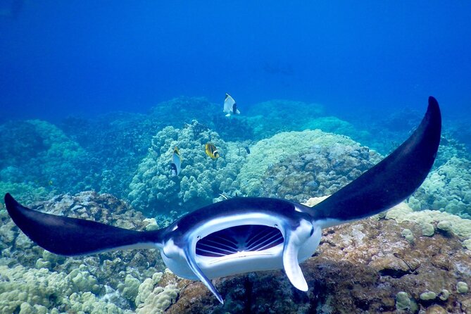 Sunset and Manta Ray Snorkel Adventure - Comfort, equipment, and the small details