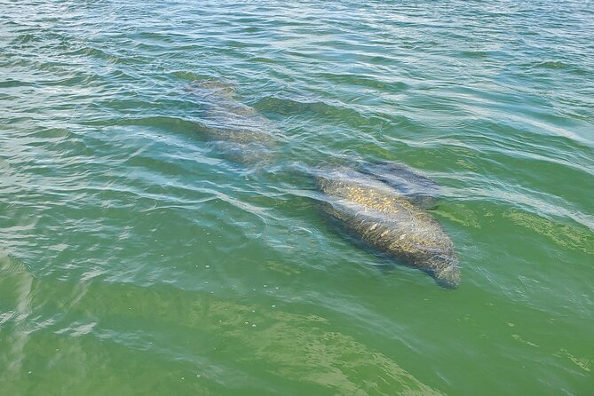 Sunset Dolphin Cruise with Sanibel Lighthouse Views - What happens during the 90-minute route