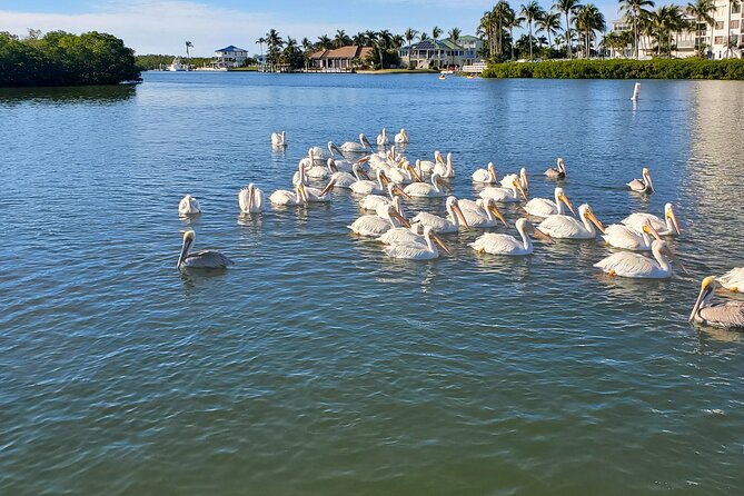 Sunset Dolphin Cruise with Sanibel Lighthouse Views - Is $69.99 a fair price?
