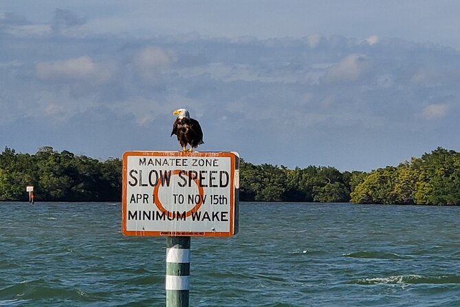 Sunset Dolphin Cruise with Sanibel Lighthouse Views - Dolphin watching without a guarantee
