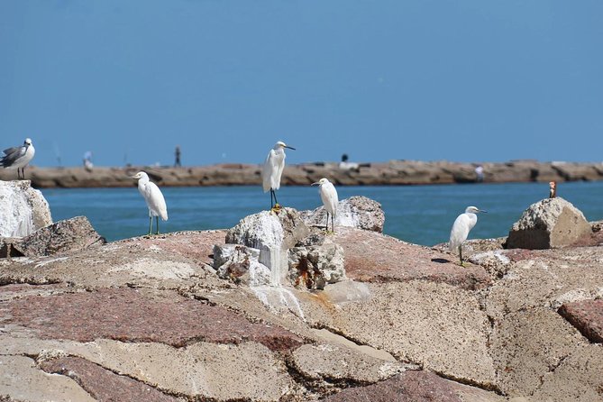 Sunset Dolphin Watch Tour - From Sea Ranch Marina to the Brazos Santiago Pass