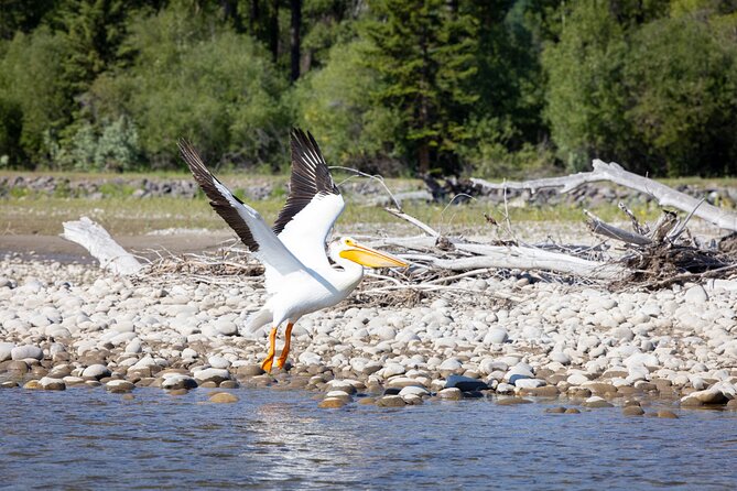 Tetons and Snake River Scenic Float Trip In Jackson Hole - Guides who make a quiet ride worthwhile