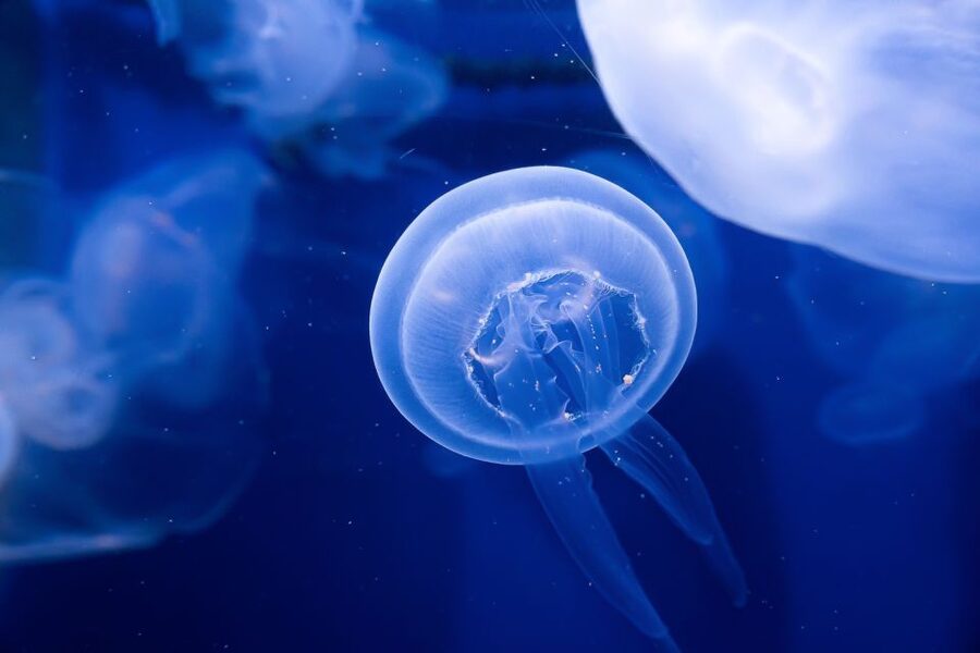 The Florida Aquarium Ticket - Key points at a glance