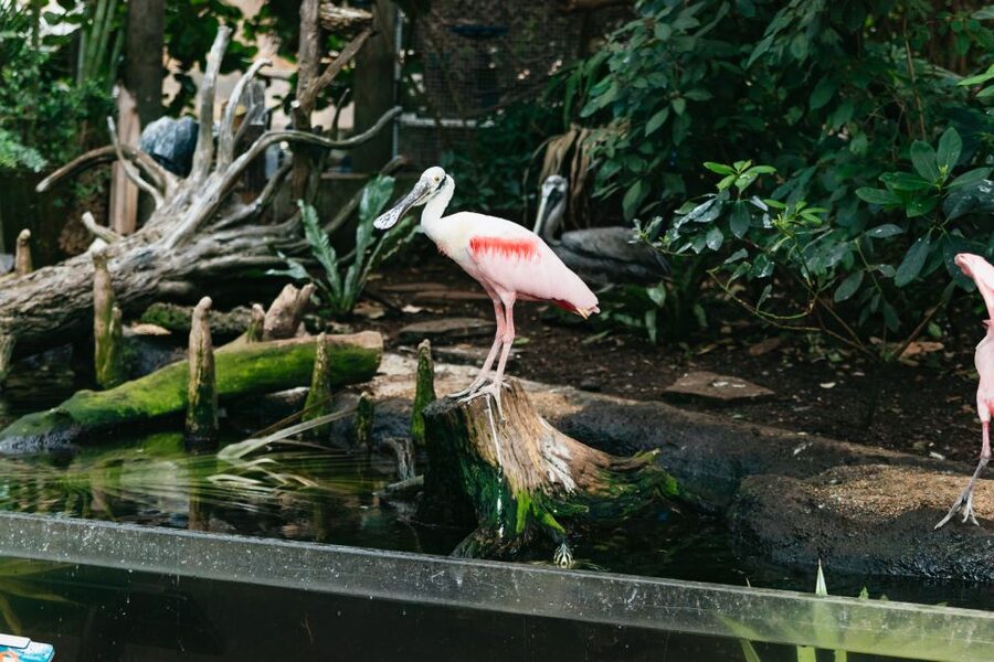 The Florida Aquarium Ticket - Getting there from downtown Tampa