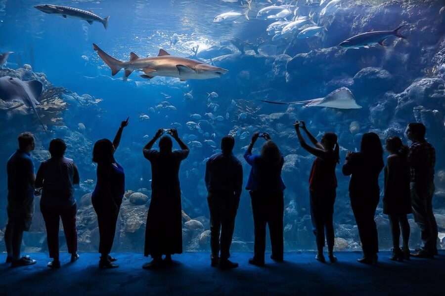 The Florida Aquarium Ticket - Take your time at the three touch pools