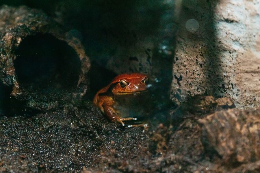 The Florida Aquarium Ticket - Meet the animals in MORPH’D