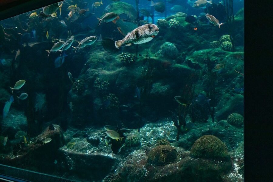 The Florida Aquarium Ticket - Face sharks and sea turtles in the Coral Reef Gallery