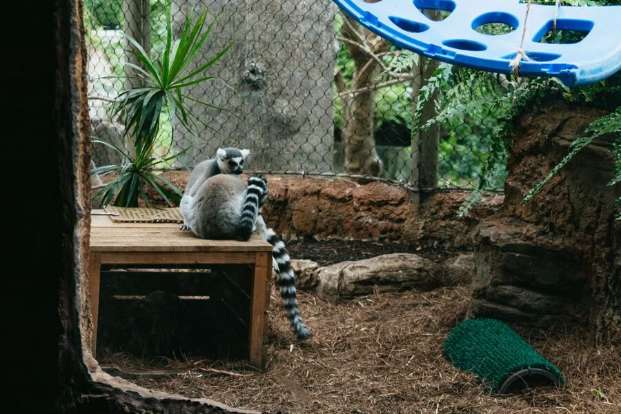 The Florida Aquarium Ticket - Look for lemurs, birds, and other land animals