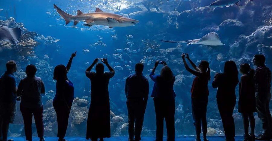 The Florida Aquarium Ticket - Start with Florida wetlands under the glass dome