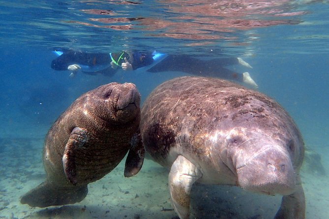 The 'OG' Manatee Snorkel Tour with In-Water Guide/Photographer - What the three-hour tour is really like