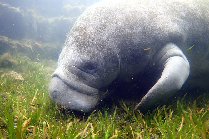 The 'OG' Manatee Snorkel Tour with In-Water Guide/Photographer - Entering the water with an in-water guide