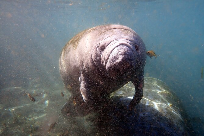 The 'OG' Manatee Snorkel Tour with In-Water Guide/Photographer - What makes a manatee encounter special