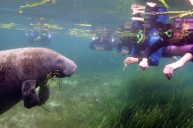 The 'OG' Manatee Snorkel Tour with In-Water Guide/Photographer - Who will enjoy this most