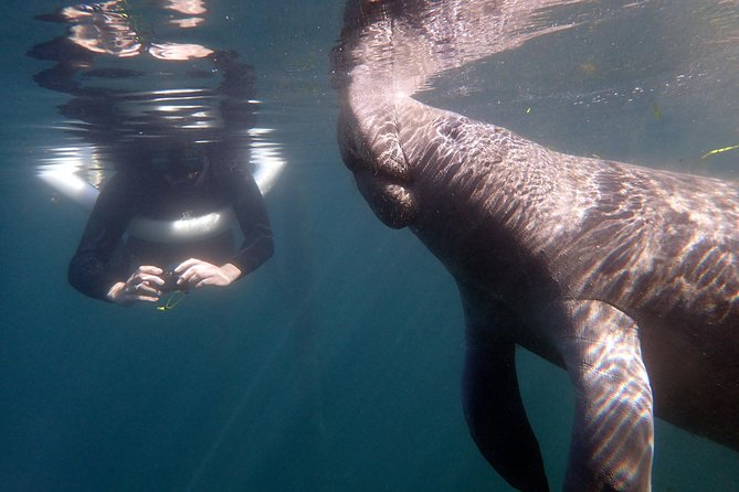 The 'OG' Manatee Snorkel Tour with In-Water Guide/Photographer - The briefing matters more than it may seem
