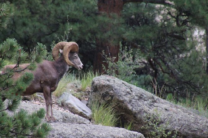 The Rocky Mountain National Park Safari Tour - Why This Jeep Ride Makes Sense in Estes Park