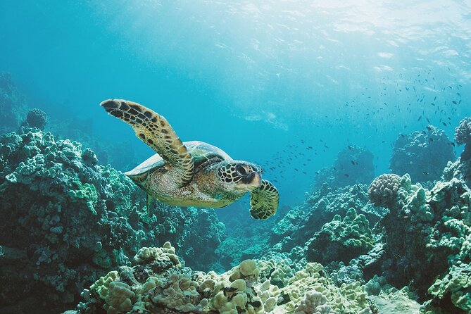 Turtle Canyon Snorkel Adventure in Waikiki, Oahu - What You See Underwater