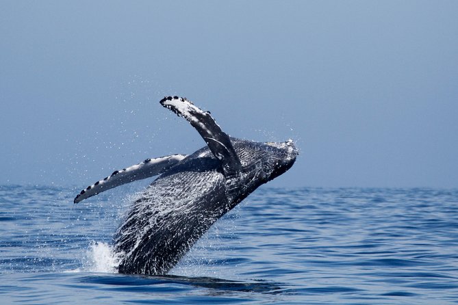 Two-Hour Luxury Whale Watching Tour from Oceanside - Price, timing, and overall value