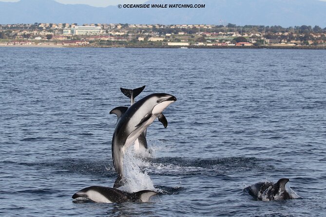 Two-Hour Luxury Whale Watching Tour from Oceanside - Weather, seasickness, and missed departures
