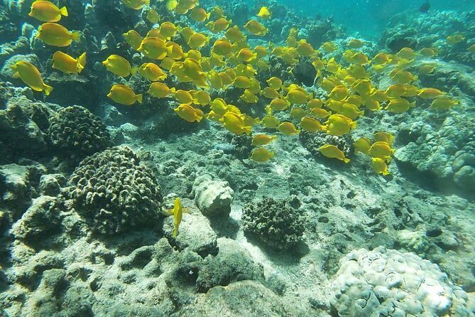 Two Reef Snorkel Trip-See Captain Cook Monument & Sea Caves - Two Kona reefs, one lively morning