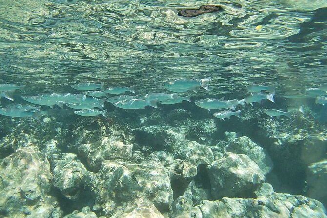 Two Reef Snorkel Trip-See Captain Cook Monument & Sea Caves - Who should book this Kona snorkeling trip?