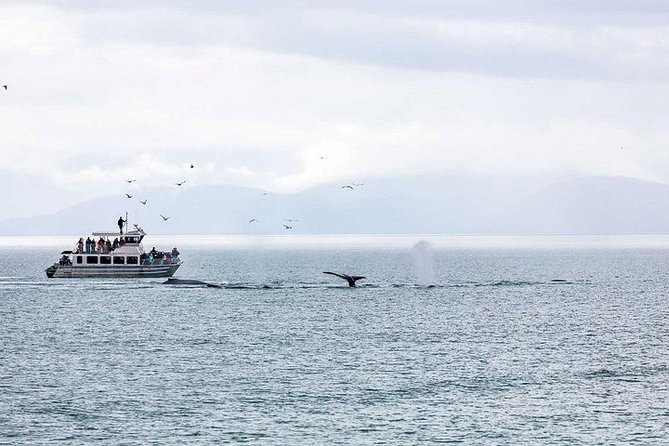 Ultimate Juneau Whale Watch and Mendenhall Glacier View - Reaching Auke Bay from downtown Juneau
