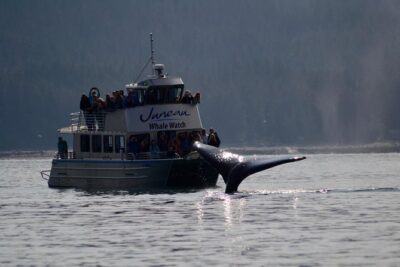 Ultimate Juneau Whale Watch and Mendenhall Glacier View
