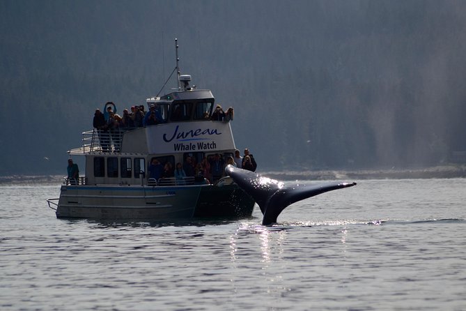 Ultimate Juneau Whale Watch and Mendenhall Glacier View - Searching Auke Bay for humpback whales