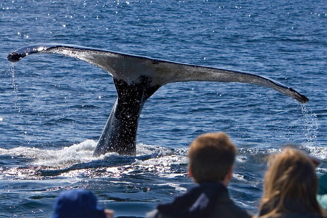 Ultimate Whale Watch and Tracy's Crab Shack Combo - Key points before you book